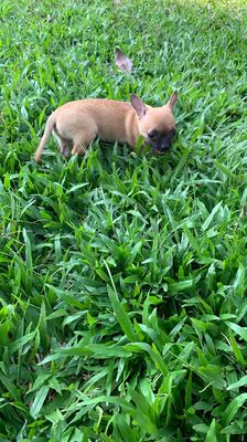 Chó chihuahua cái 3 tháng