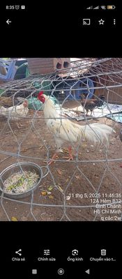 Trống tơ 2kg5 ae cần liên ấp 123 vlb 99888. Mua bán Gà tại Huyện Bình Chánh Tp Hồ Chí Minh được đăng bởi Thành Ban