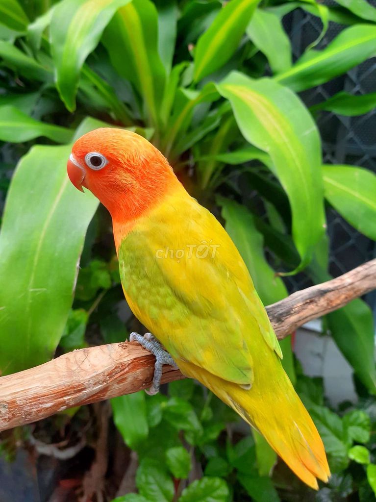 Vẹt Lovebird mini Cam, vàng, xanh lá. Mua bán Chim tại Quận Gò Vấp Tp Hồ Chí Minh được đăng bởi Chim Vẹt Cảnh TPHCM hình 1