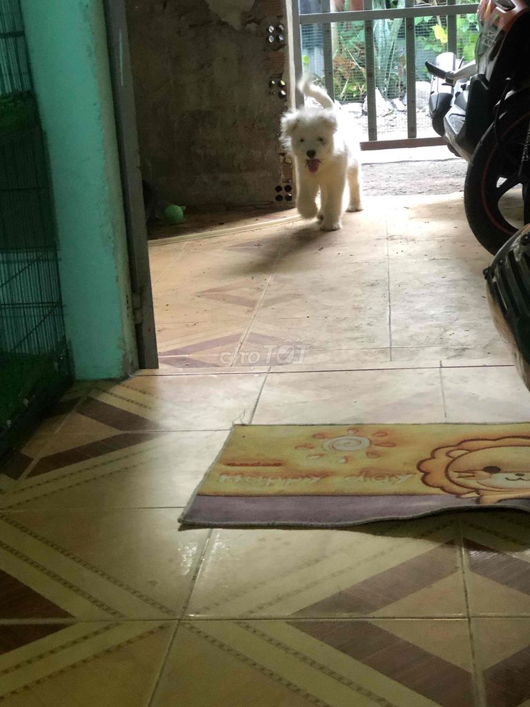 Chó bichon lai goden. Mua bán Chó tại Quận Bình Thạnh Tp Hồ Chí Minh được đăng bởi dattan hình 1