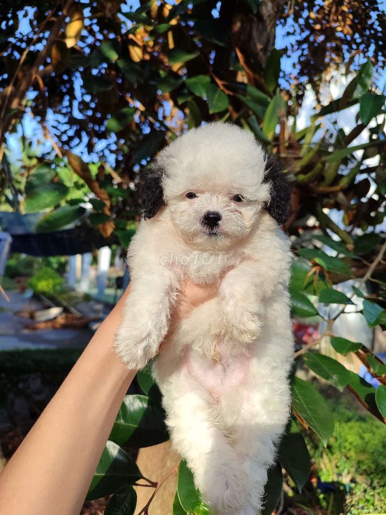 Chó Poodle bò sữa đực. Mua bán Chó tại Quận 8 Tp Hồ Chí Minh được đăng bởi Nguyễn Tấn Đạt hình 1