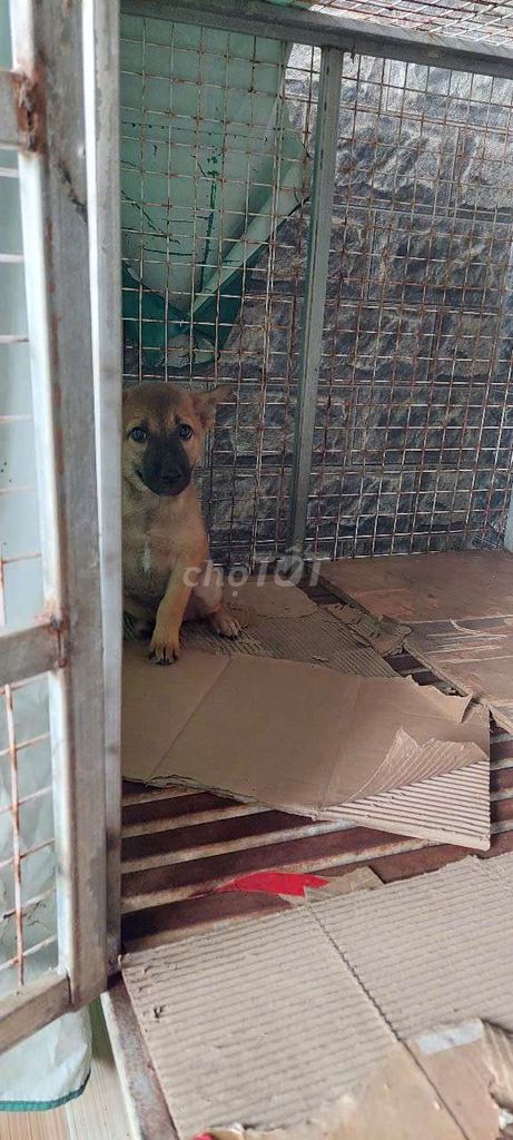 bán chú chó con màu vàng nâu. Mua bán Chó tại Thị xã Phú Mỹ Bà Rịa - Vũng Tàu được đăng bởi Huyền hình 1