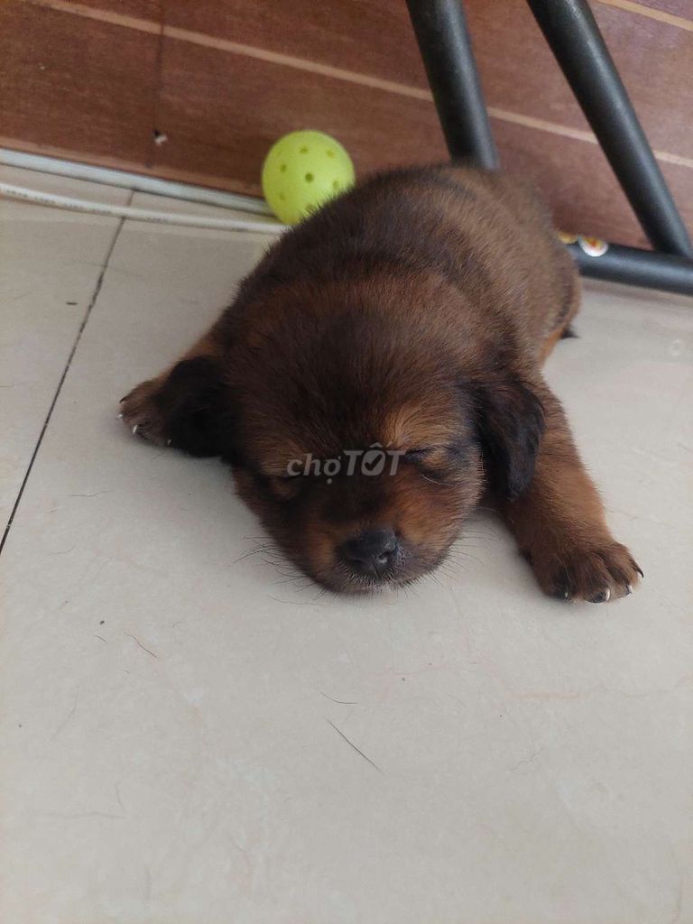 Chó Lai Phú Quốc Nâu Dưới 3 tháng. Mua bán Chó tại Huyện Nhà Bè Tp Hồ Chí Minh được đăng bởi Binh Nhi hình 1