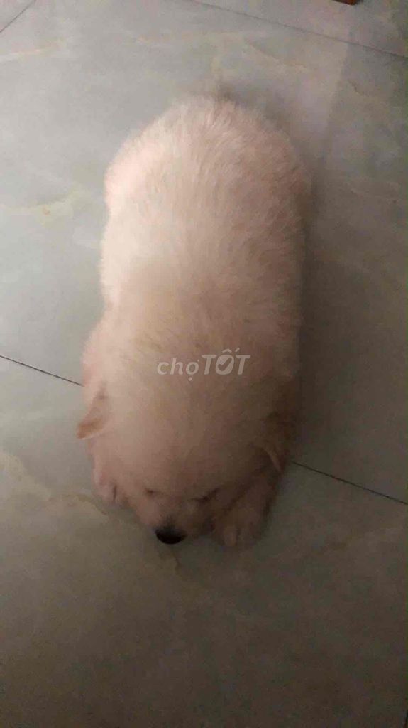 Chó Phốc Sóc Mini Đực Trắng. Mua bán Chó tại Huyện Gia Lâm Hà Nội được đăng bởi đoàn mai phương hình 1