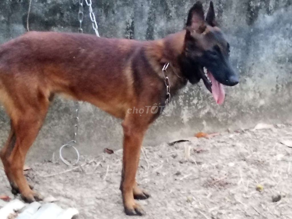Chó Malinois đực nâu đen choai choai. Mua bán Chó tại Thành phố Tân An Long An được đăng bởi Nhân Rottweiler  hình 1