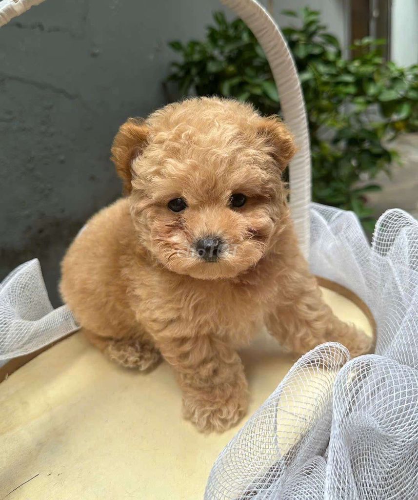 Chó Poodle vàng mơ tai bướm 2,5 tháng tuổi