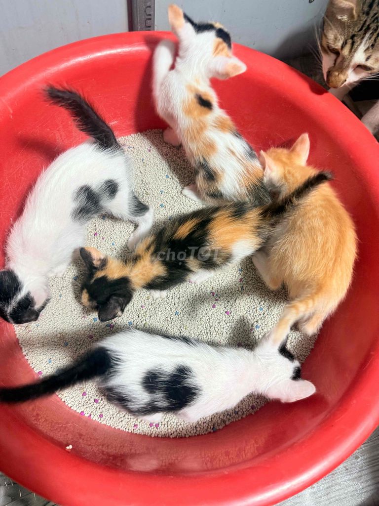 Mèo con đa sắc 20 ngày chưa chích ngừa. Mua bán Mèo tại Quận 7 Tp Hồ Chí Minh được đăng bởi Lê Hoàng Thi hình 1