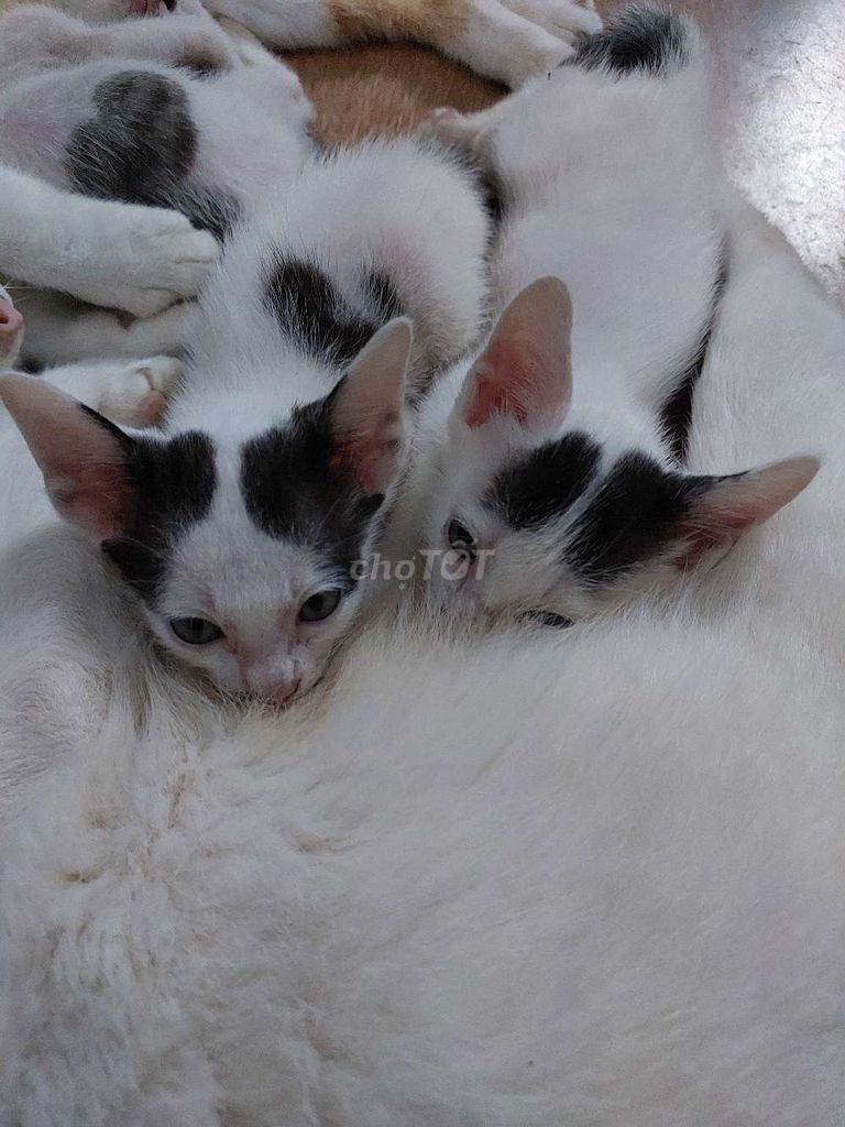 Mèo con Trắng đen Quấn chủ, khôn. Mua bán Mèo tại Quận Tân Phú Tp Hồ Chí Minh được đăng bởi Long hình 1