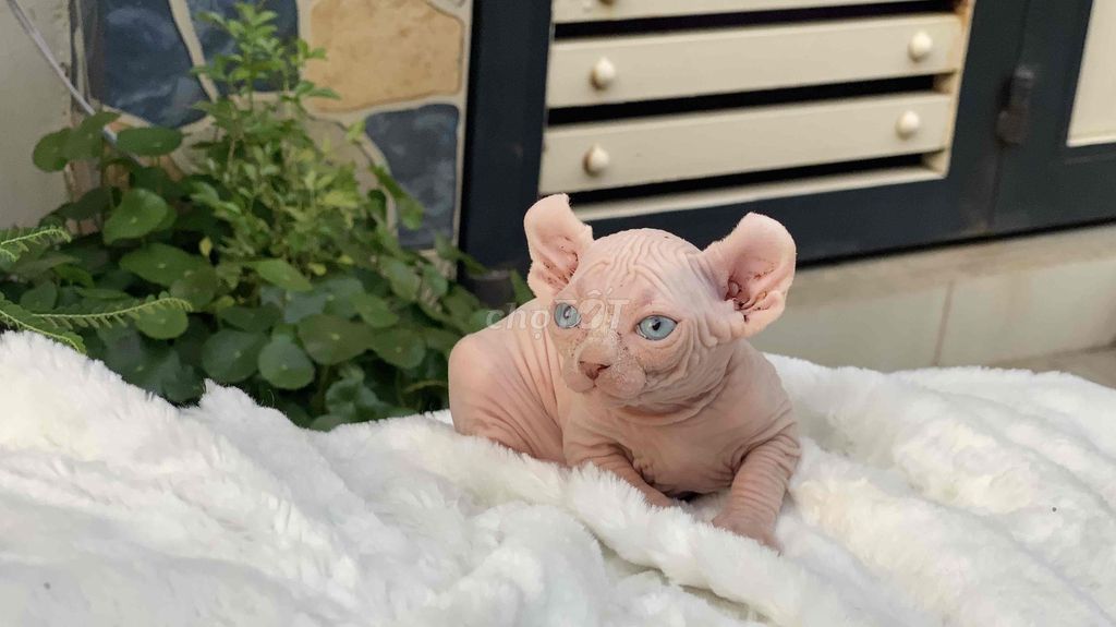 Mèo Sphynx Hồng nhạt mèo con. Mua bán Mèo tại Quận 12 Tp Hồ Chí Minh được đăng bởi PET CƯNG QUẬN 12 hình 1