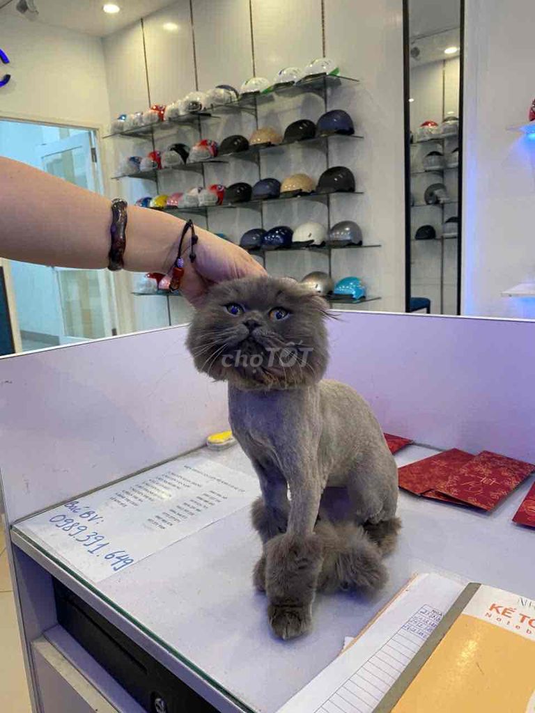 Mèo Anh tai cụp đực 1 tuổi. Mua bán Mèo tại Quận Thanh Xuân Hà Nội được đăng bởi Lily Nguyen hình 1