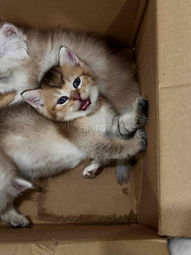 Mèo Golden NY25 đực màu Vàng. Mua bán Mèo tại Huyện Hóc Môn Tp Hồ Chí Minh được đăng bởi hng ng hình 1