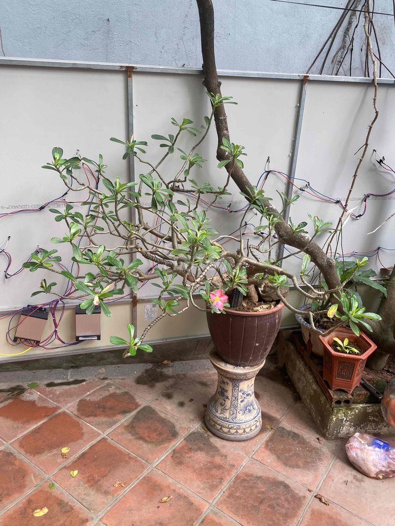 hoa sứ ngoài 15 năm. Mua bán Cây cảnh, đồ trang trí tại Quận Nam Từ Liêm Hà Nội được đăng bởi Phạm Hoàng Khánh hình 1