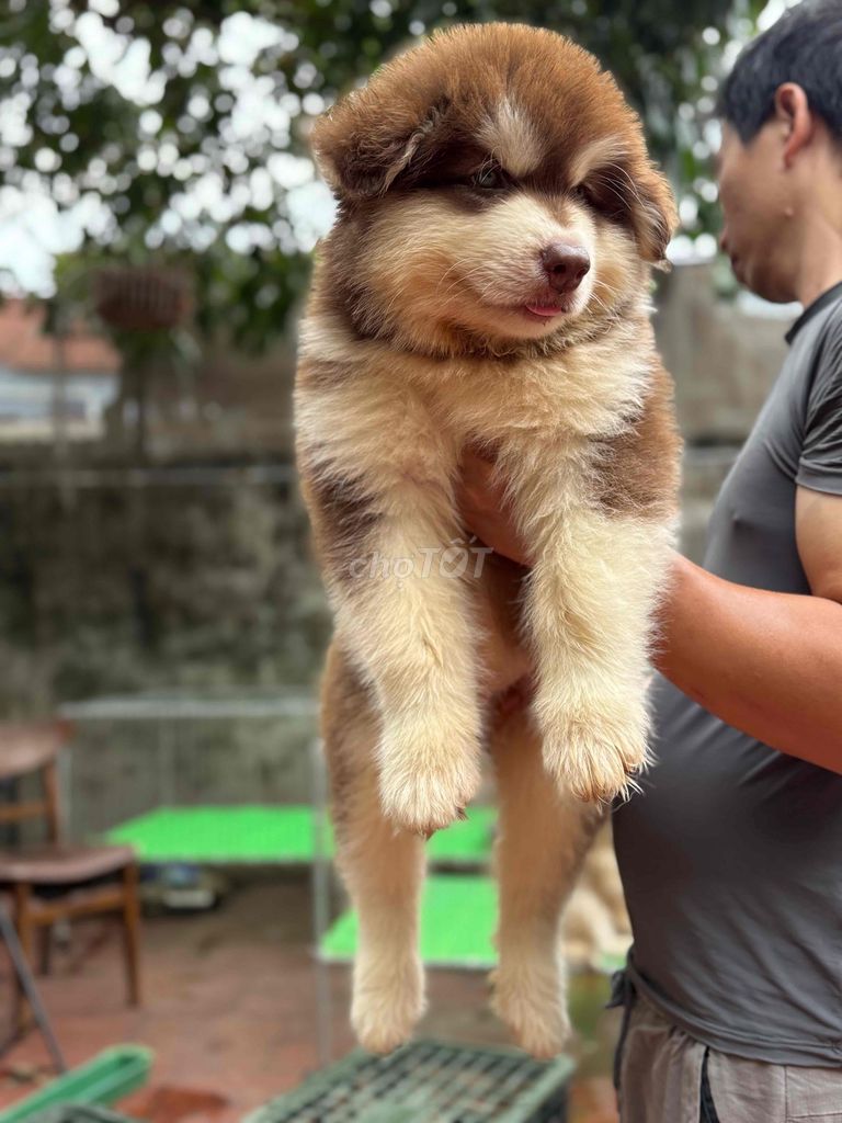 Chó Alaska nâu đỏ. Mua bán Chó tại Huyện Phúc Thọ Hà Nội được đăng bởi Phan Thanh Hoa hình 1