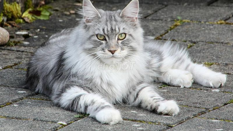 Cần tìm mua mèo Mainecoon Poly tại Hà Nội