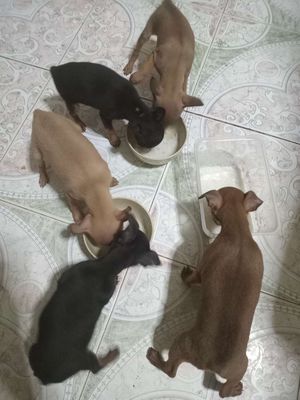 Chó phốc huơu con. Mua bán Chó tại Quận Ba Đình Hà Nội được đăng bởi Hoàng Thị Giang Hà
