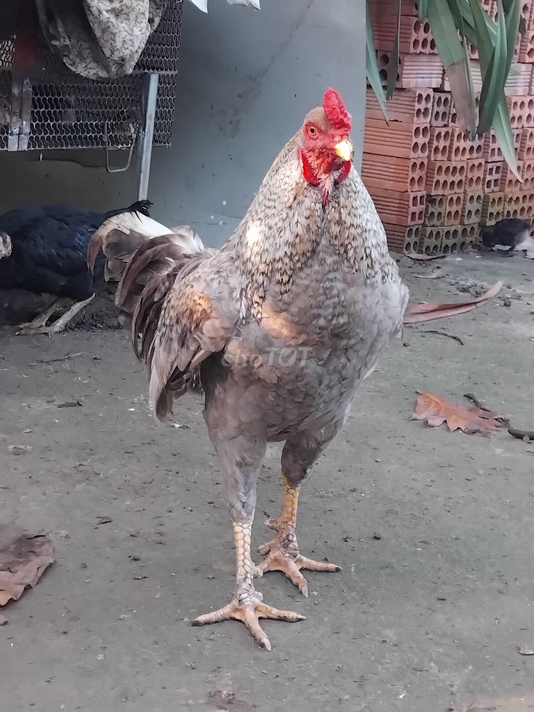 Gà cú chân vàng vảy rồng. Mua bán Gà tại Huyện Trảng Bom Đồng Nai được đăng bởi Tuấn hình 1