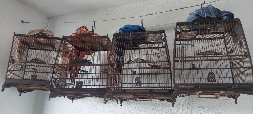 Lồng chim Gỗ tự nhiên Nâu Còn tốt. Mua bán Phụ kiện, Thức ăn, Dịch vụ tại Quận Cẩm Lệ Đà Nẵng được đăng bởi lê đại lâm hình 1