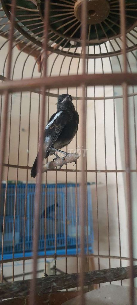 Chim cảnh non Đen trắng đã tỉa cánh. Mua bán Chim tại Thành phố Thủ Đức Tp Hồ Chí Minh được đăng bởi Nguyễn thị thu hậu  hình 1