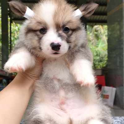 Corgi nhà trồng tìm nhà mới. Mua bán Chó tại Huyện Giồng Trôm Bến Tre được đăng bởi Thi