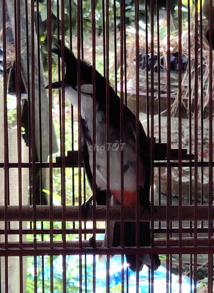 chào mào lân. Mua bán Chim tại Huyện Quảng Điền Thừa Thiên Huế được đăng bởi Nguyên  hình 1