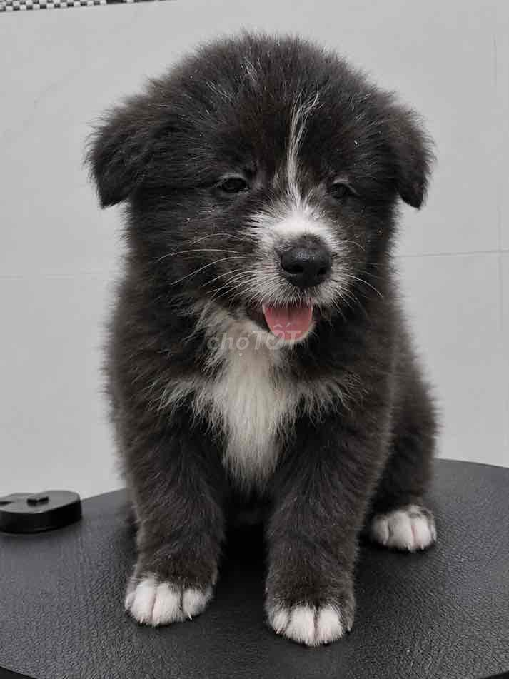 Chó Border Collie Đen trắng 2 tháng tuổi. Mua bán Chó tại Huyện Sóc Sơn Hà Nội được đăng bởi Nguyễn Văn Đức hình 1