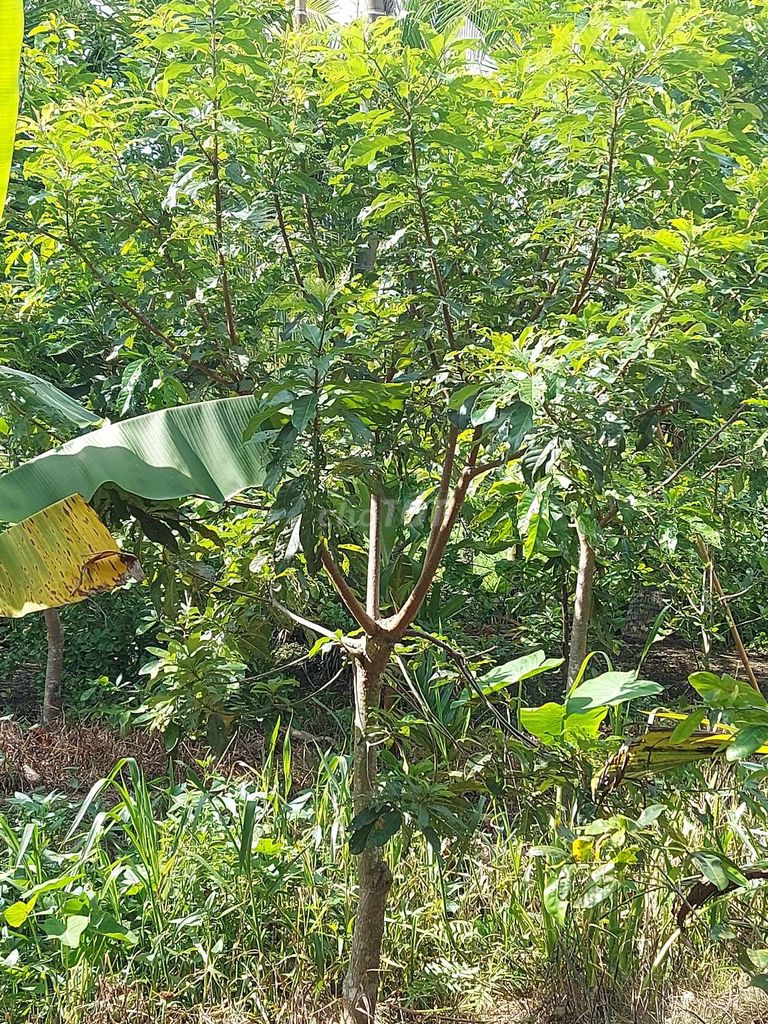 Cây cảnh Lộc vừng Đỏ. Mua bán Cây cảnh, đồ trang trí tại Huyện Tam Bình Vĩnh Long được đăng bởi  tư hình 1