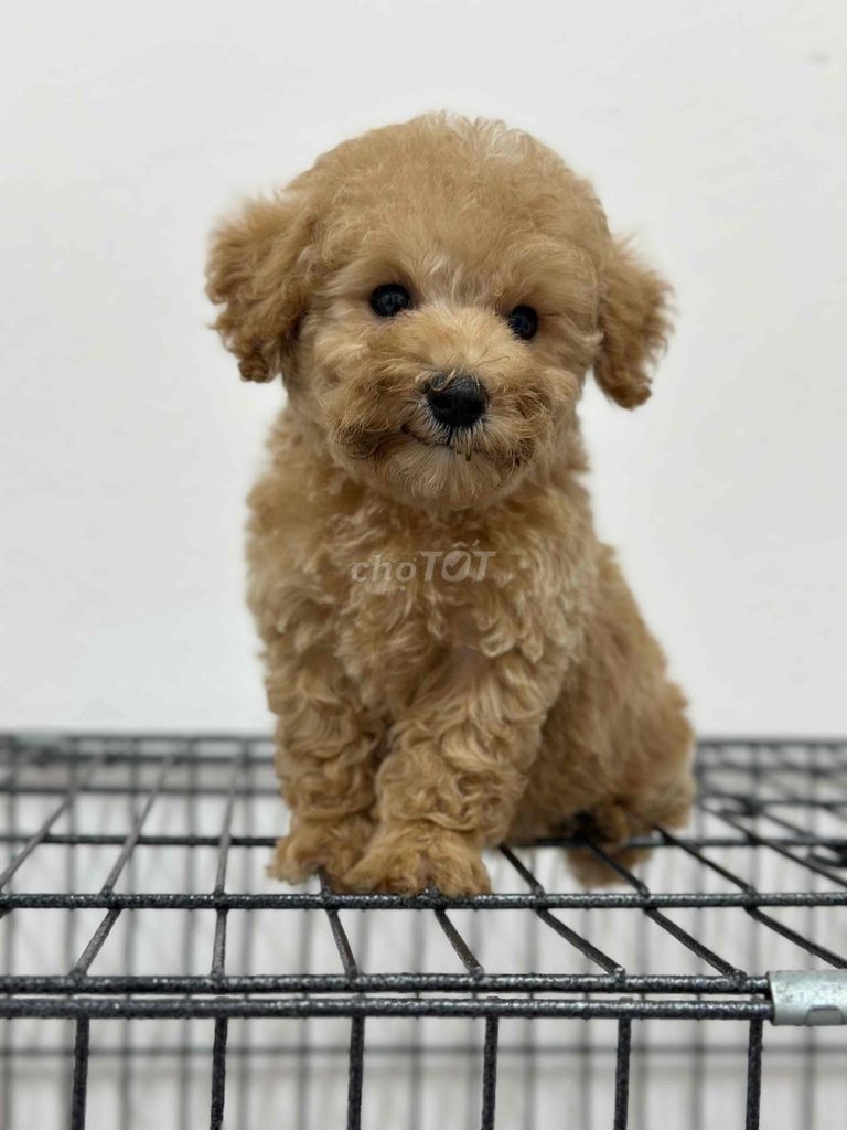 Chó Poodle Nâu Đực Cái. Mua bán Chó tại Thành phố Bến Tre Bến Tre được đăng bởi Mì Mì House  hình 1