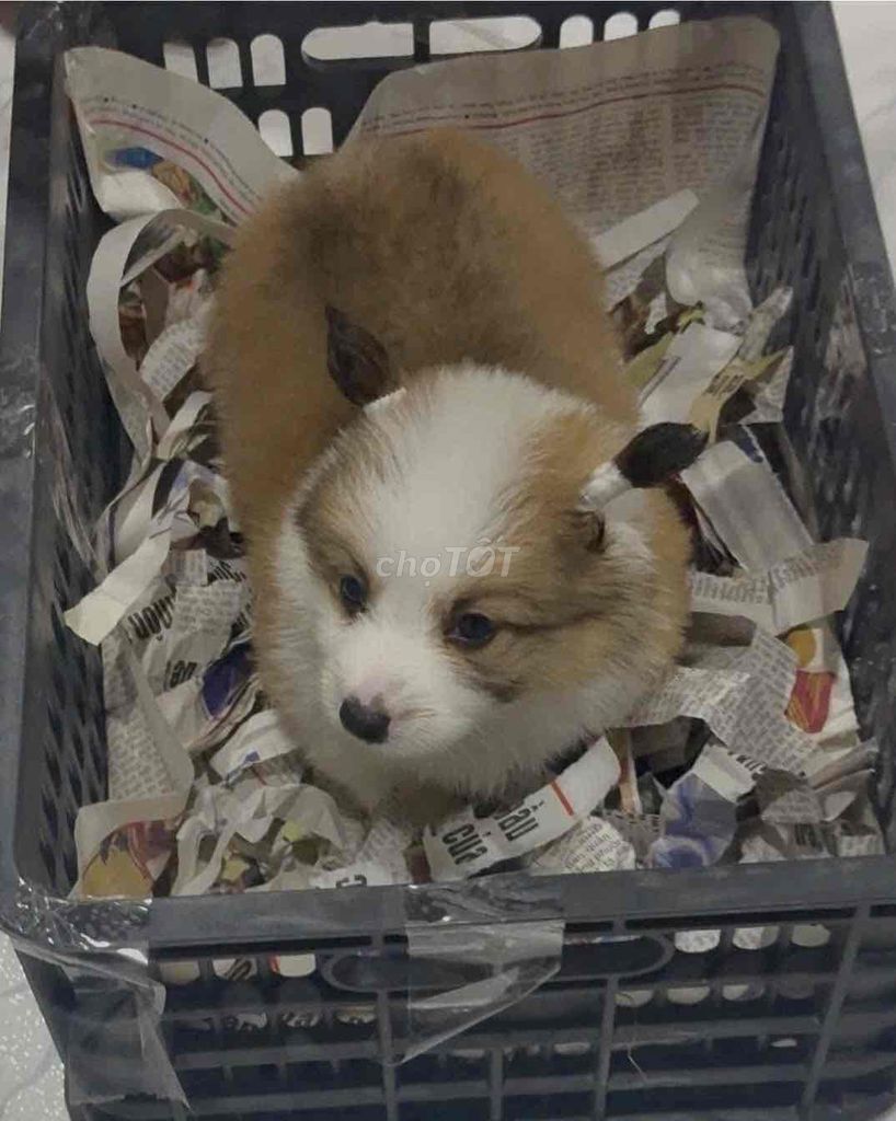 Chó Corgi con Nâu trắng. Mua bán Chó tại Quận Ninh Kiều Cần Thơ được đăng bởi Mẫnn Mẫnn hình 1