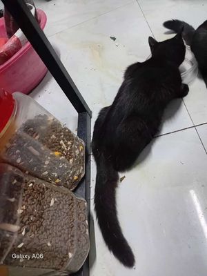 Mèo đen lai anh như hình. Mua bán Mèo tại Quận Tân Bình Tp Hồ Chí Minh được đăng bởi Việt Hưng