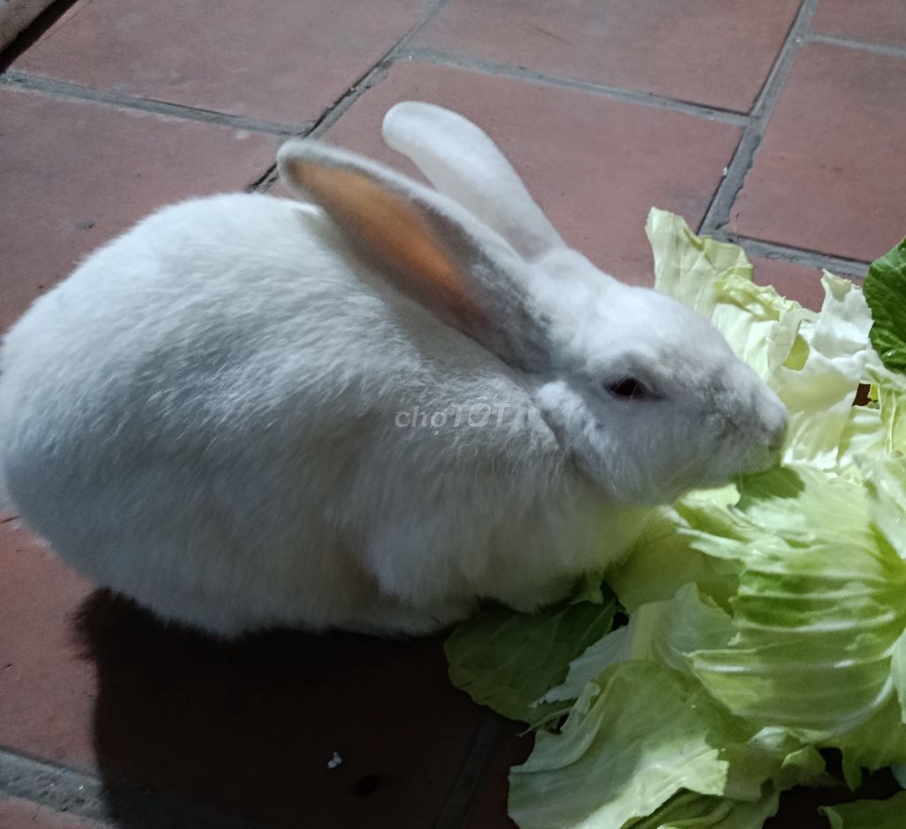 Thỏ Trắng gần 3kg khỏe mạnh. Mua bán Thú cưng khác tại Quận Nam Từ Liêm Hà Nội được đăng bởi Thành hình 1