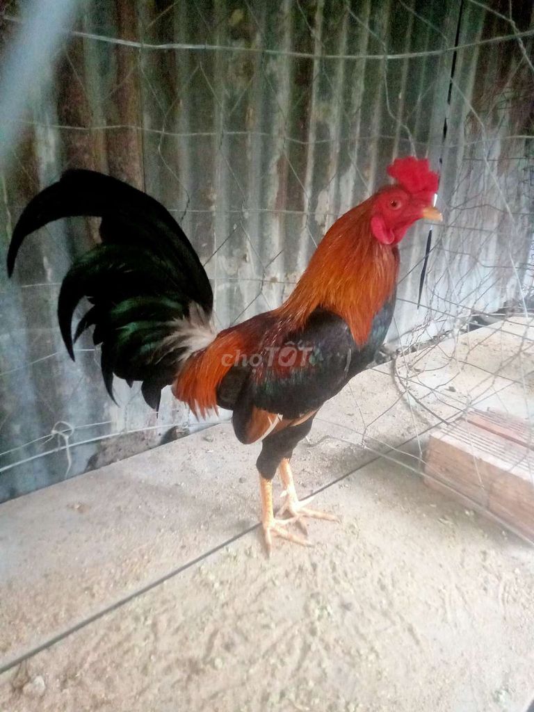 Gà chọi Đỏ Đen 1.36kg. Mua bán Gà tại Huyện Kế Sách Sóc Trăng được đăng bởi Thanh Nguyễn hình 1