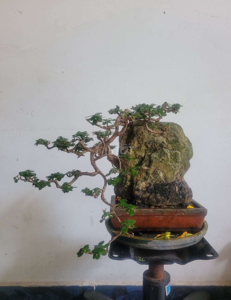 Bonsai Hương Sam ghép đá, chậu chữ nhật 12×16 cm