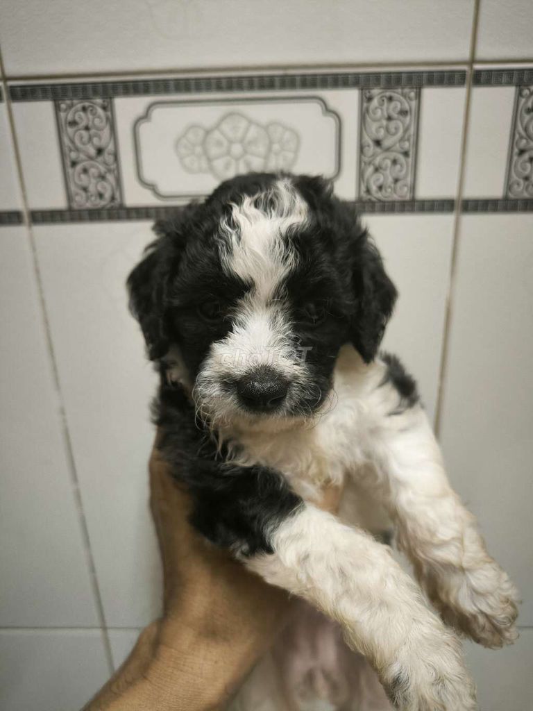 Chó poodle nhà đẻ thuần chủng