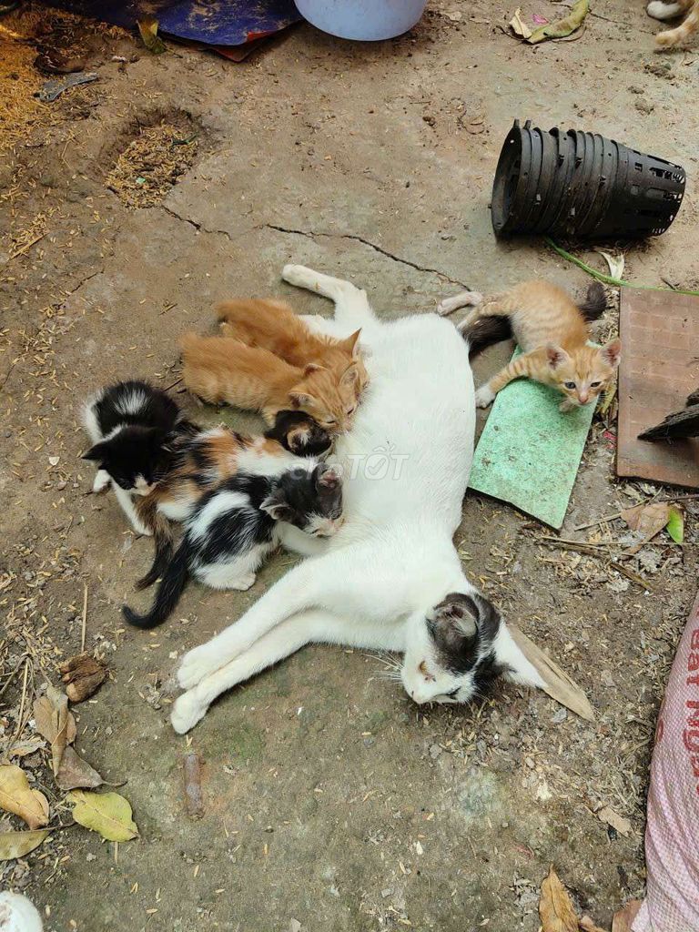 tìm nhà tìm chủ cho bé mèo mẹ. Mua bán Mèo tại Thành phố Thủ Dầu Một Bình Dương được đăng bởi Tuyet Nhi hình 1