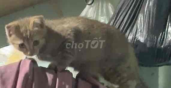 mèo mướp. Mua bán Mèo tại Quận 6 Tp Hồ Chí Minh được đăng bởi Hữu Duy hình 1