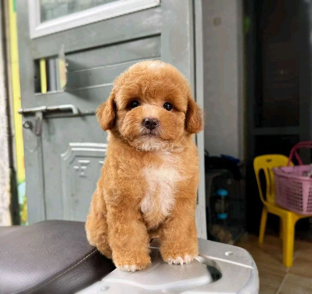 Poodle xinh giá yêu thương