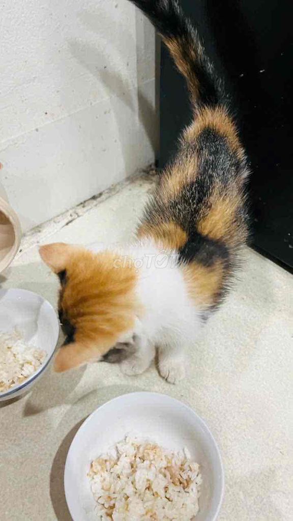 bé aln lai ( gái) cuốn người, ngoan😜😹