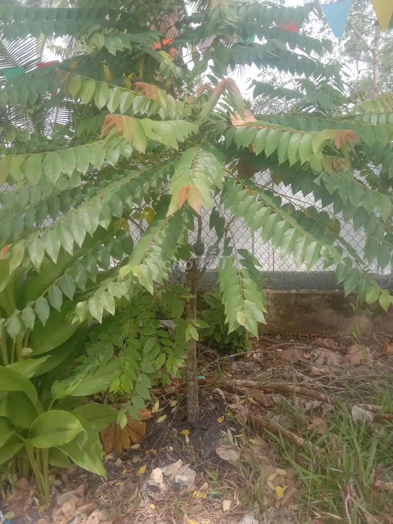 Cây cảnh Tằm guột thân to cổ tay thanh lý. Mua bán Cây cảnh, đồ trang trí tại Huyện Phong Điền Cần Thơ được đăng bởi Trung hình 1