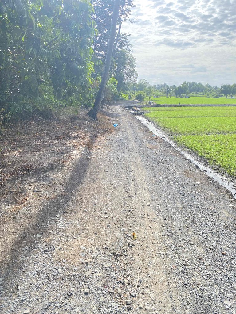 Cho Thuê Đất Ruộng Vườn trồng Rau, Hoa Màu