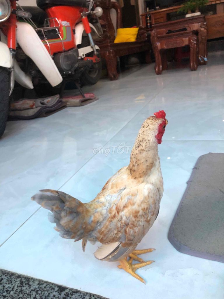 Gà con khỏe mạnh. Mua bán Gà tại Huyện Nhà Bè Tp Hồ Chí Minh được đăng bởi LÊ VĂN GIÀU hình 1