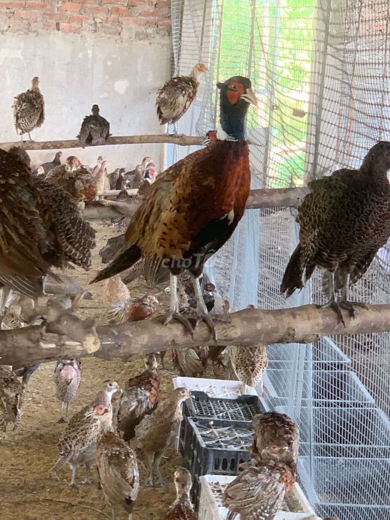 Chim trĩ xanh đỏ. Mua bán Chim tại Quận 12 Tp Hồ Chí Minh được đăng bởi ĐÔNG TẢO QUANG HẢI APD Q12 hình 4