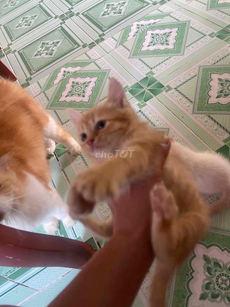 Mèo Anh lông dài Vàng cam Bé Hiền lành. Mua bán Mèo tại Huyện Bắc Tân Uyên Bình Dương được đăng bởi Lê văn phúc hình 1