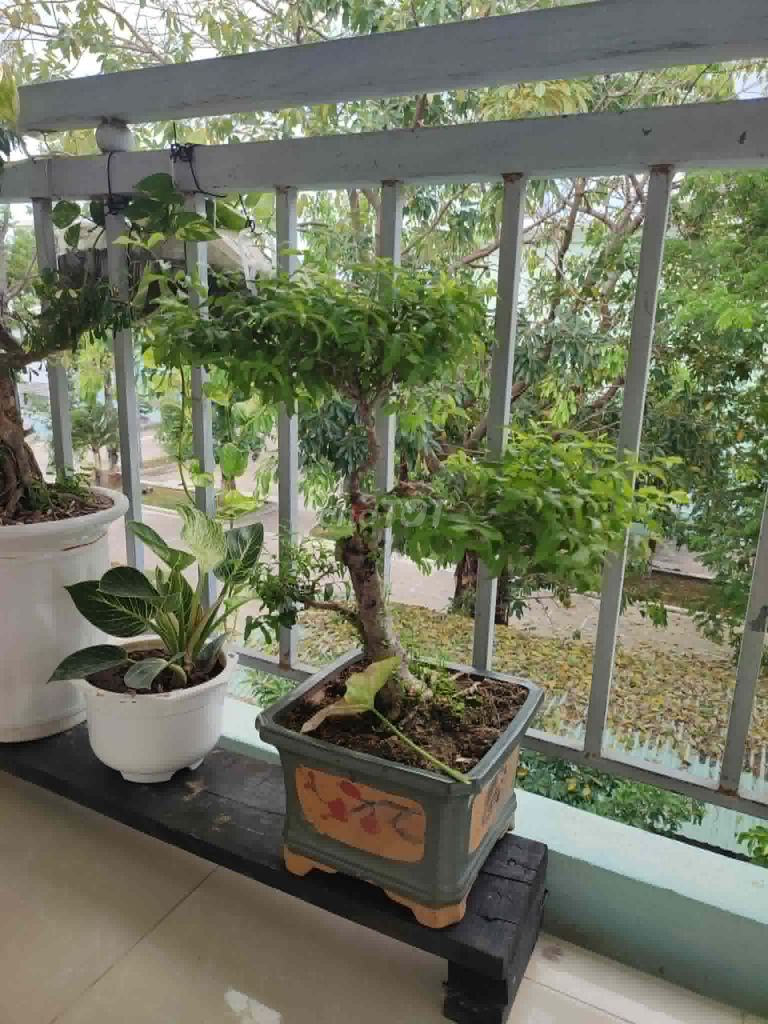 Cây cảnh Mai chiếu thủy bonsai. Mua bán Cây cảnh, đồ trang trí tại Quận Hải Châu Đà Nẵng được đăng bởi Lê thái thọ  hình 1