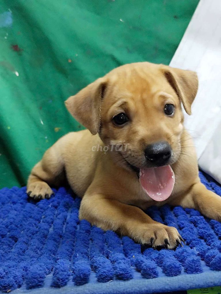 Chó Phú Quốc đực lai cậu vàng xoáy kiếm . Mua bán Chó tại Quận Bình Tân Tp Hồ Chí Minh được đăng bởi Nguyễn Hằng hình 1