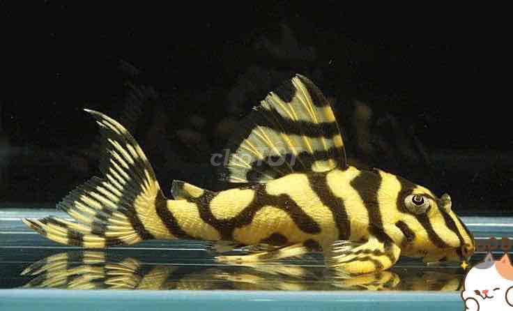 Pleco L134 leopard vàng cho ae