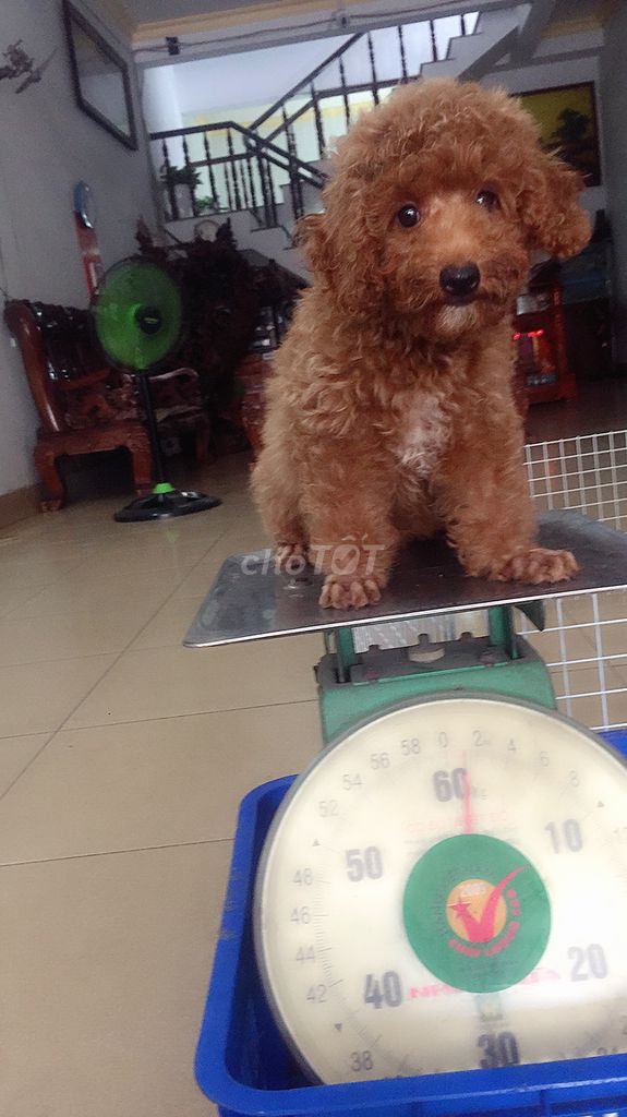 0365129775 - Chó poodle 4 tháng tuoi