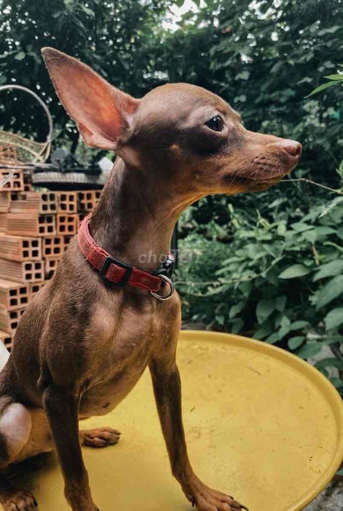 Chó Phốc hươu đực. Mua bán Chó tại Huyện Cái Bè Tiền Giang được đăng bởi Chuyên phốc hươu hình 1