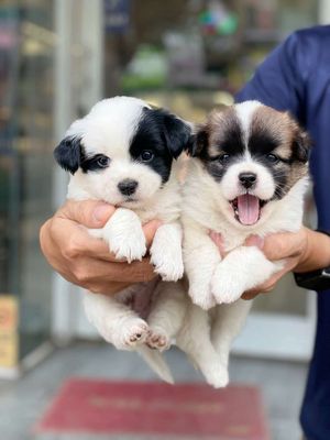 2 bé cún nhật cái. Mua bán Chó tại Thành phố Biên Hòa Đồng Nai được đăng bởi Nguyễn Hoàng