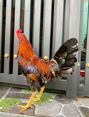 Điều bông trạng 1kg300000000. Mua bán Gà tại Quận 8 Tp Hồ Chí Minh được đăng bởi Phương quận 8