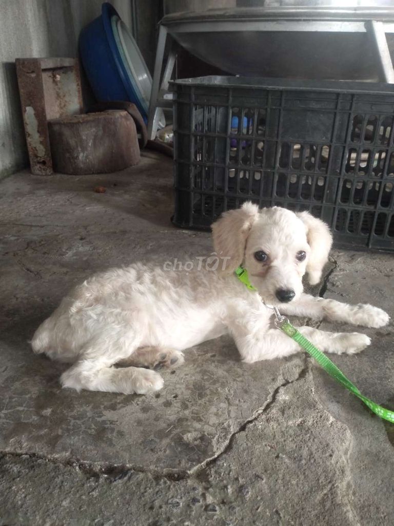 Chó Poodle Cái Trắng đã tiêm phòng. Mua bán Chó tại Huyện Gia Viễn Ninh Bình được đăng bởi Phạm Quý hình 1